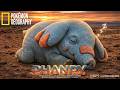 NatGeo Planet: Phanpy | The Sleeping Giant of the Sands - Desert Dreams (Real-Life Pokémon)