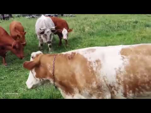 Ozzy Man Reviews Cows vs Turtle