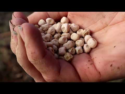 Video: Pea ‘Lincoln’ Information – How To Grow Lincoln Peas In The Garden