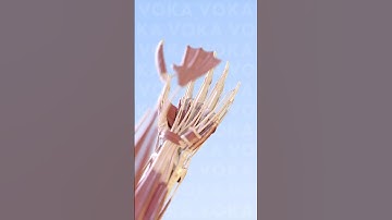 Hand anatomy 3D visualization : bones, muscles, nerves, and more with VOKA Anatomy Pro