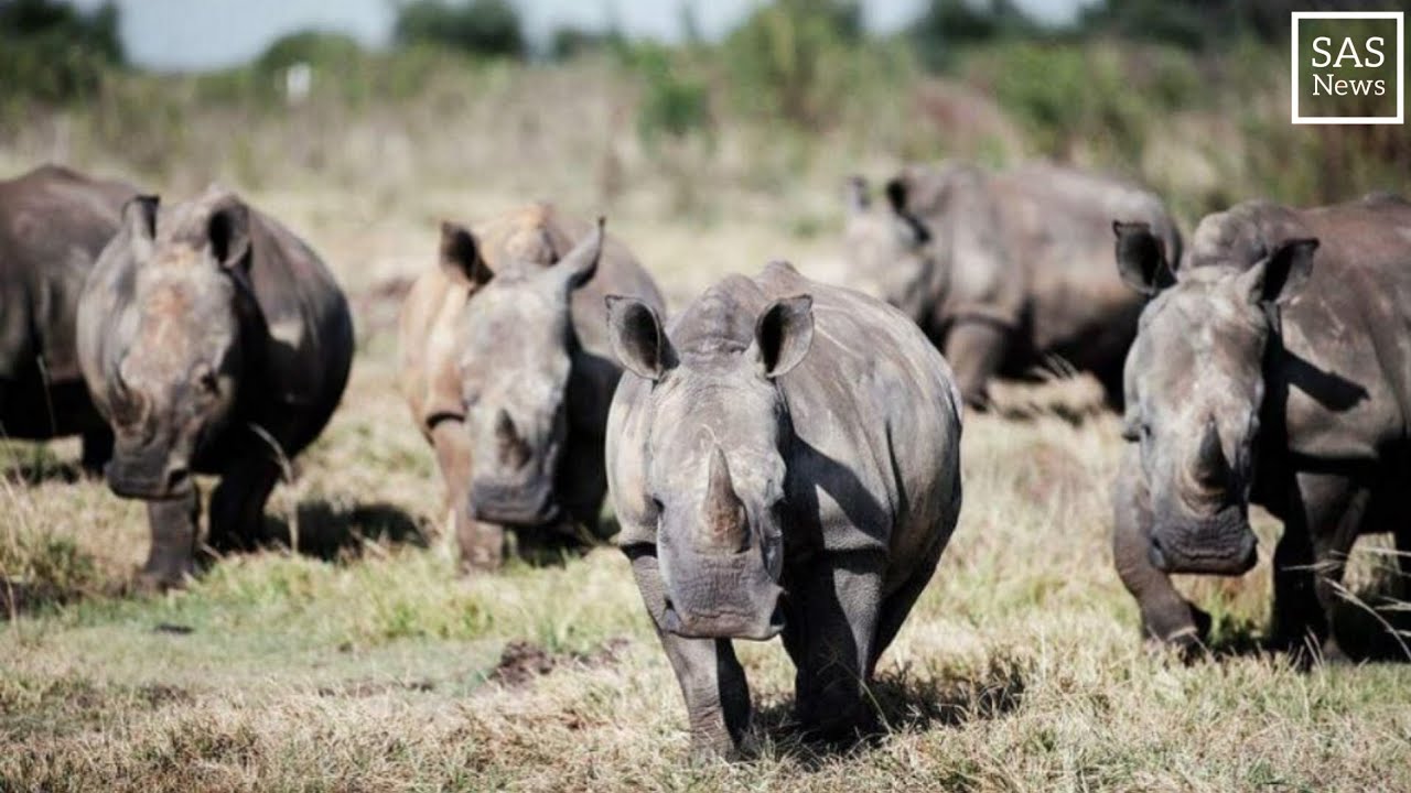 The world's largest rhino farm is up for auction in South Africa | SAS News