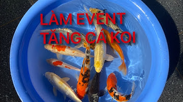 Event Tặng Cá Koi Mừng 12.000 Đăng Ký || CÁ KOI VLOG TRẦN ĐỨC CƯỜNG