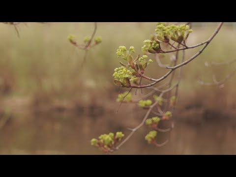 Video: Svētais laiks ir gada garākā diena