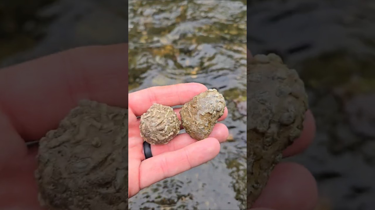 Neat Pipe Organ Coral, Syringopora Fossils! 