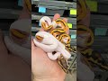 Super ODYB Pied v Super ODYB Black Pastel Pied!Who wins? #ballpythonmorphs #royalconstrictordesigns