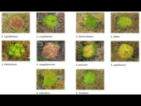 Video: Sphagnum մամուռ. Նկարագրություն, կյանքի ցիկլ, կիրառում