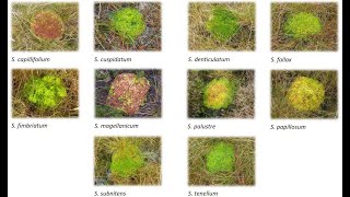 The Bogtastic Webcast: the science of growing sphagnum moss