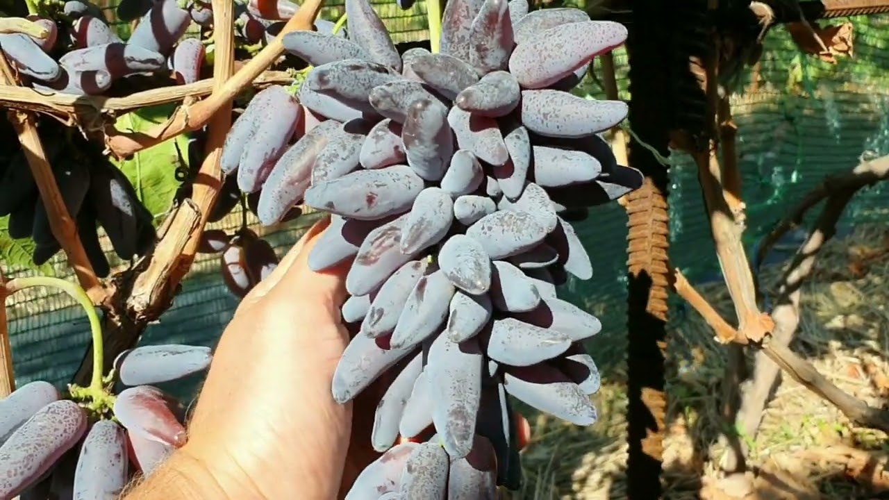 К-ш Ванда 2025