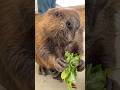 HP回復きよちゃん🥬 Kiyo Restoring HP🥬 #アメリカビーバー #ビーバー #beaver #かわいい動物 #癒し #cuteanimals #トリアスふれあい動物園