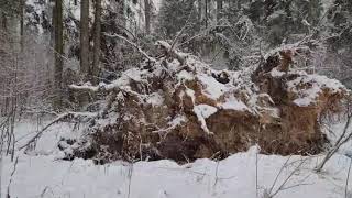 The forest after the hurricane by Life and nature as it is 8 views 5 months ago 1 minute, 16 seconds