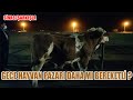 SİVAS ŞARKIŞLA HAYVAN PAZARI FİYATLARI BÖLÜM 1 ( Türkiye'nin en büyük pazarı !!! )