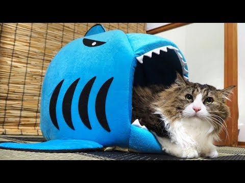 巨大な鮫に食べられたボス猫  