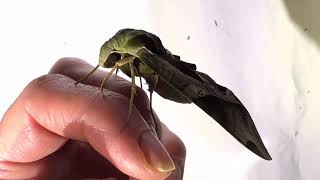 Pandorus Sphinx Moth, female
