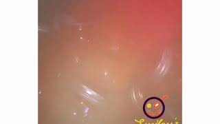 Processing &Packaging Smiley'z Tomato paste