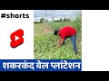 Sweet Potato Plantation Shorts Indianfarmer Santoshjadhav 