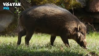 Friendly Visayan Warty Pig Walking Around