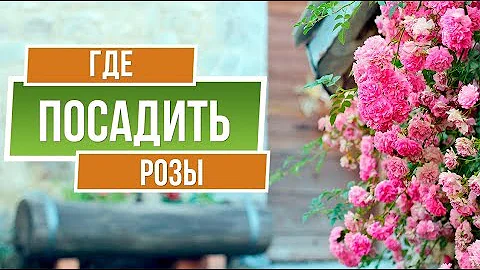 Где посадить розы 🌹 Советы от garden zoo