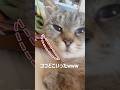 寝ぐせで顔面が削れた猫さん