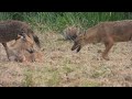 Jackals are coming out in search of Food in the evening