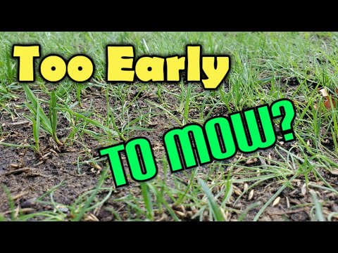 Video: Ska jag täcka min nysådda gräsmatta?