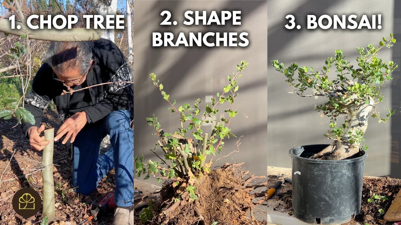 3 Easy Steps to Make a Bonsai from a Garden Oak Tree