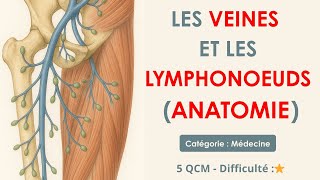 Les Veines et Les lymphonoeuds (anatomie)