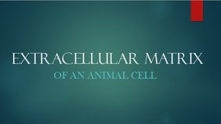 Extracellular Matrix  Animal Cell