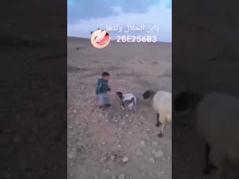 ضحك بلا حدود