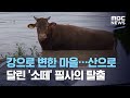 강으로 변한 마을…산으로 달린 '소떼' 필사의 탈출 (2020.08.08/뉴스데스크/MBC)