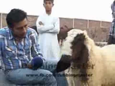 interview-of-goats-before-sacrifice