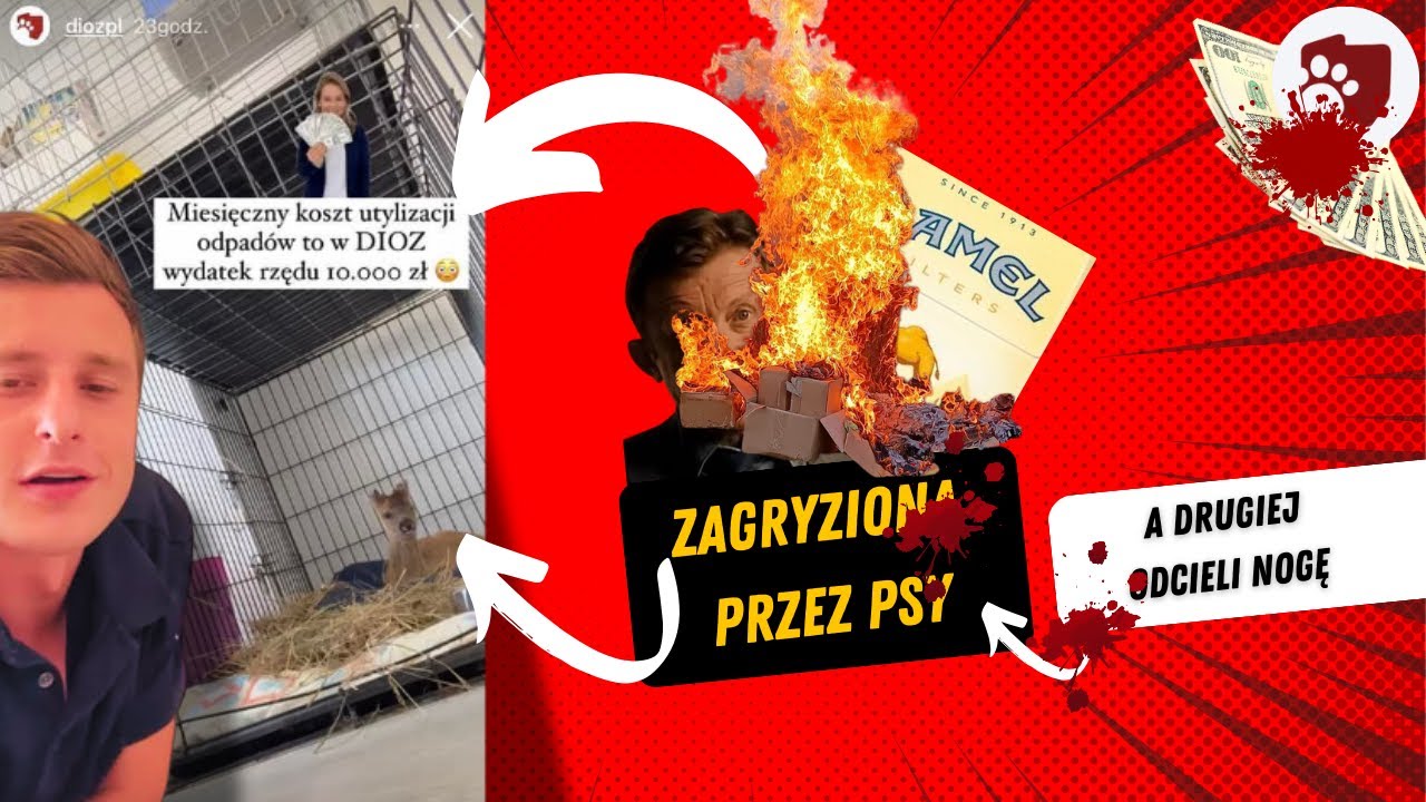 AFERA DIOZ | PODROBILI DOKUMENTACJE? SAMI OBCIĘLI NOGĘ, ZAGRYZIONE ZWIERZĘTA