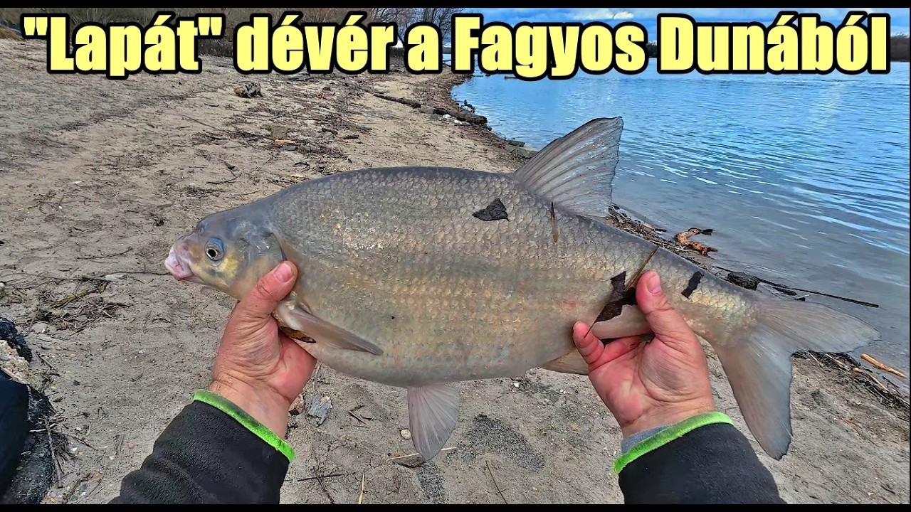 Februári Lapát dévér a Hideg Dunából! Benzar Serie River Feeder bevetésen. #dunaihorgászat