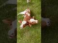 Two-Headed Calf How Does It Survive 😟||#shorts #3danimation #calf #viral #video