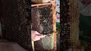 فكرة بسيطة لكشط شمع العسل باستعمال شوكة الاكل