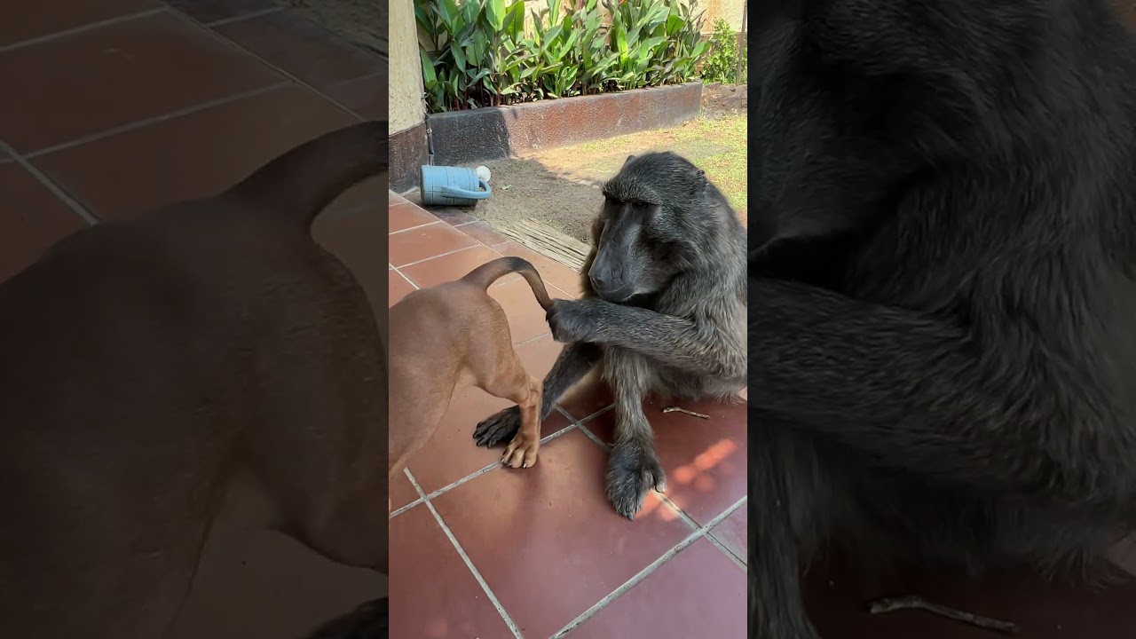 Rigby the Puppy was not getting away from Cindy the Baboon cuddles! 🥰 #baboon #puppy #cuteanimals