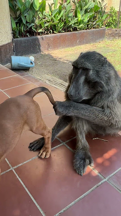Rigby the Puppy was not getting away from Cindy the Baboon cuddles! 🥰 #baboon #puppy #cuteanimals