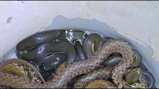 Snakes of all sizes and vibrant colors live in colonies.