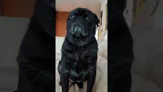 Conversations with My Pug Toast by weliveinspired 11 views 2 years ago 3 minutes, 24 seconds