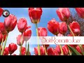 Soft romantic jazz  instrumental jazz songs for relax dinner italian jazz music