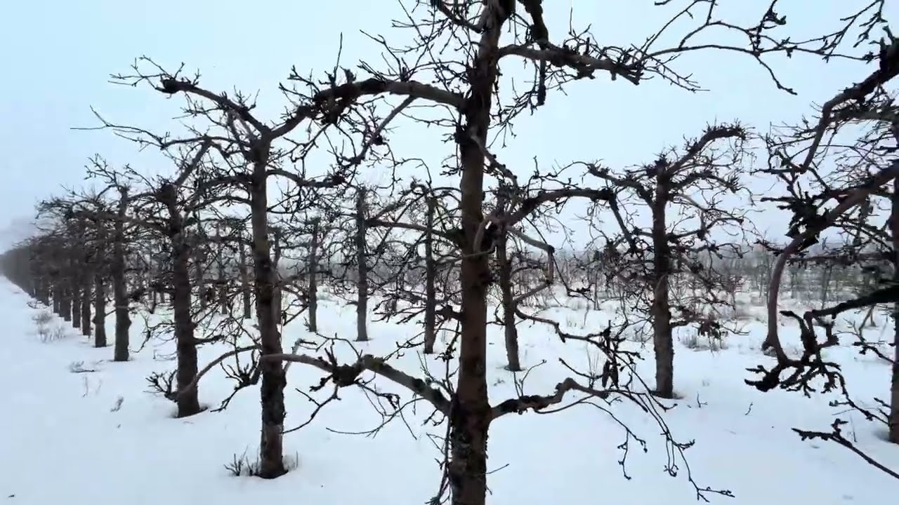 Stary ale jary ! #sadownictwo 