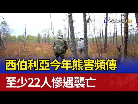 Frequent Bear Attacks in Siberia This Year Leave at Least 22 Dead