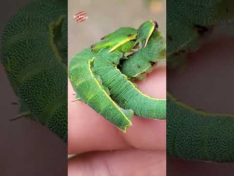 عجیب ترین کرم ابریشم دنیا از اژدها به پروانه حیات وحش