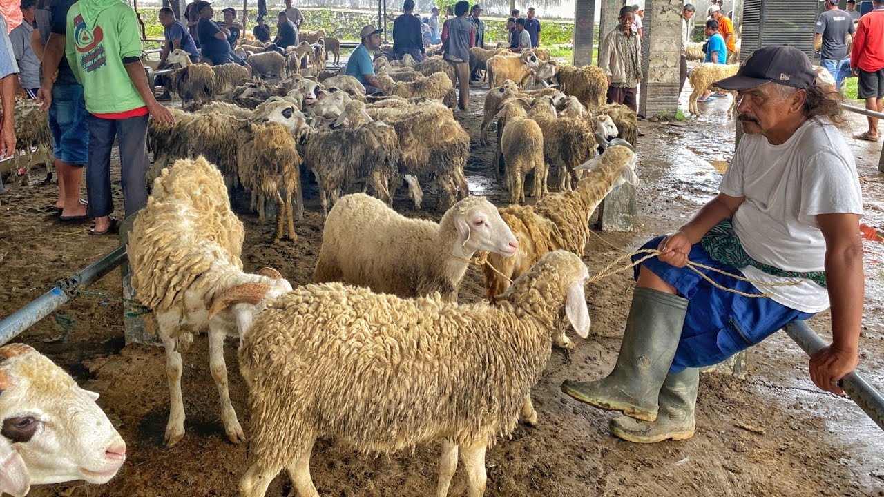 Pasaran Harga Domba Bakalan Babon Anak Jantan Jumbo Pasar Minggu Kliwon Muntilan Magelang Jateng 