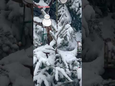 Fresh Snow and a new visitor to the Diner, Peanut Butter Club ,FYP, By R Conyard#birds #wildbirds