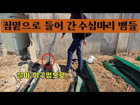 해마다 텃밭에서 발견되는 수십마리 뱀들 이제 싹 잡아드립니다