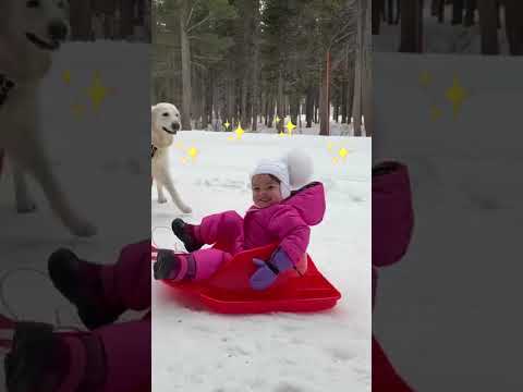 My Dogs were born for this!