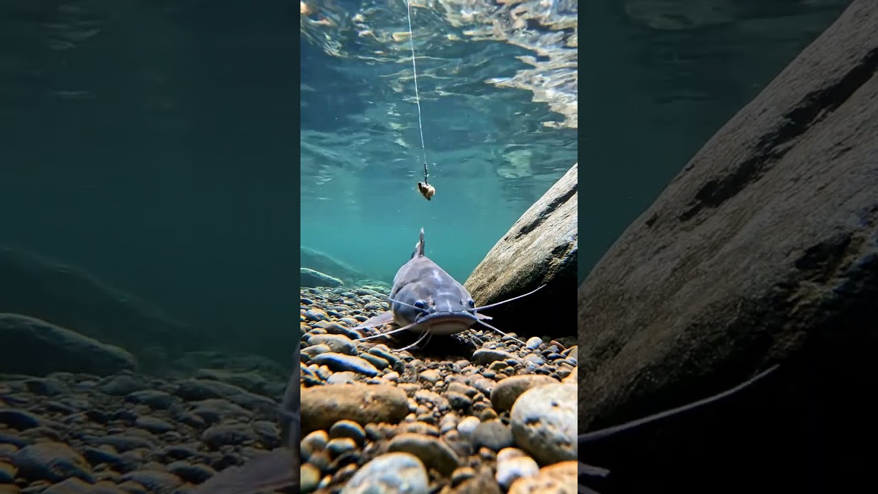 🎣 CRAZY Fish Bite! 🤯 Bait They CAN'T Resist! 🐟 You Won't Believe This!