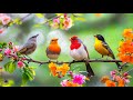 Birdsong рџ ЉпёЏрџ ЉпёЏрџ ЉпёЏ Piano Workday Stress Relief Soundscape Birdsong рџ ЉпёЏрџ ЉпёЏрџ ЉпёЏ Piano Workday Stress Relief Soundscape