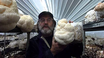 Paul Stamets with Lion's Mane