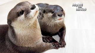 Otter Gently Holding Hand To Endure Pain After Surgery [Otter Life Day 897] by Aty 250,060 views 3 months ago 3 minutes, 46 seconds